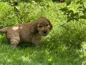 Chiots de race Cocker anglais à vendre chez l'éleveur SCEA DU MOULIN DE MADJURIE