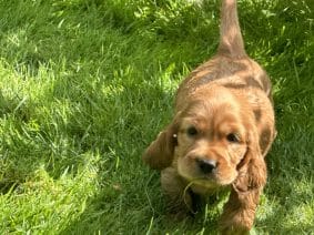 Chiots de race Cocker anglais à vendre chez l'éleveur SCEA DU MOULIN DE MADJURIE