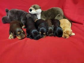 Chiots de race Cocker anglais à vendre chez l'éleveur DOMAINE DE SAINTE GLADYCE