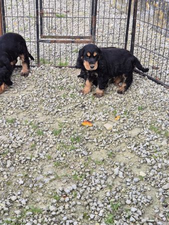 Image de la portée de chiot de l'élévage PION CHRISTOPHE