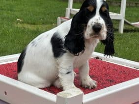 Chiots de race Cocker anglais à vendre chez l'éleveur SCEA DU MOULIN DE MADJURIE