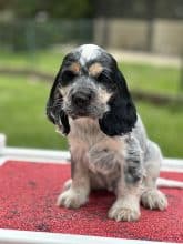 Chiots de race Cocker anglais à vendre chez l'éleveur SCEA DU MOULIN DE MADJURIE