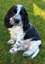 Chiots de race Cocker anglais à vendre chez l'éleveur SCEA DU MOULIN DE MADJURIE