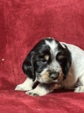 Chiots de race Cocker anglais à vendre chez l'éleveur SCEA DU MOULIN DE MADJURIE