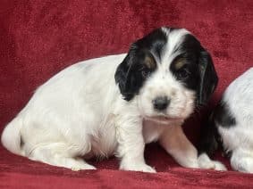 Chiots de race Cocker anglais à vendre chez l'éleveur SCEA DU MOULIN DE MADJURIE