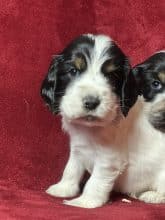 Chiots de race Cocker anglais à vendre chez l'éleveur SCEA DU MOULIN DE MADJURIE