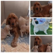 Chiots d'apparence Cocker anglais à vendre chez l'éleveur GONCALVES GIL