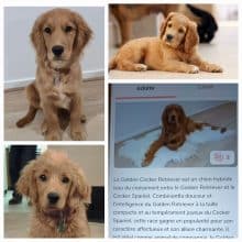 Chiots d'apparence Cocker anglais à vendre chez l'éleveur GONCALVES GIL