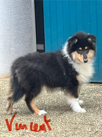 Image de la portée de chiot de l'élévage DE PEPSIE PEP’S