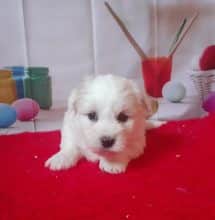 Chiots de race Coton de Tulear à vendre chez l'éleveur MME BALSSA ANNE-MARIE