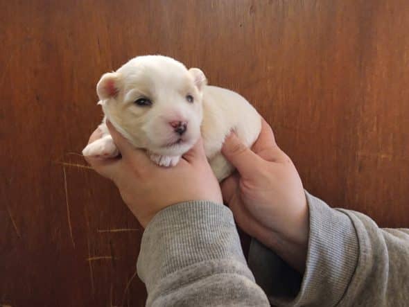 Image de la portée de chiot de l'élévage MME BALSSA ANNE-MARIE