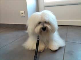 Chiots de race Coton de Tulear à vendre chez l'éleveur DOMAINE DE SHETLYSE