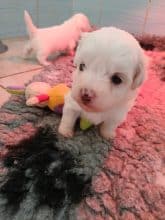 Chiots d'apparence Coton de Tulear à vendre chez l'éleveur DOMAINE DE SHETLYSE