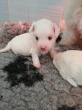 Chiots d'apparence Coton de Tulear à vendre chez l'éleveur DOMAINE DE SHETLYSE