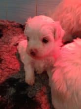 Chiots d'apparence Coton de Tulear à vendre chez l'éleveur DOMAINE DE SHETLYSE