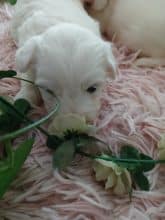 Chiots d'apparence Coton de Tulear à vendre chez l'éleveur DOMAINE DE SHETLYSE