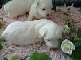 Chiots d'apparence Coton de Tulear à vendre chez l'éleveur DOMAINE DE SHETLYSE