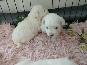 Chiots d'apparence Coton de Tulear à vendre chez l'éleveur DOMAINE DE SHETLYSE