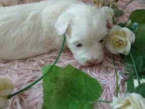 Chiots d'apparence Coton de Tulear à vendre chez l'éleveur DOMAINE DE SHETLYSE