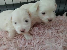 Chiots d'apparence Coton de Tulear à vendre chez l'éleveur DOMAINE DE SHETLYSE