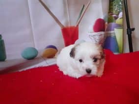 Chiots de race Coton de Tulear à vendre chez l'éleveur MME BALSSA ANNE-MARIE