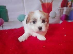 Chiots de race Coton de Tulear à vendre chez l'éleveur MME BALSSA ANNE-MARIE