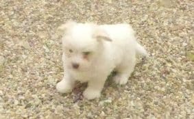 Chiots d'apparence Coton de Tulear à vendre chez l'éleveur SELECTION CANINE