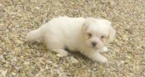 Chiots d'apparence Coton de Tulear à vendre chez l'éleveur SELECTION CANINE