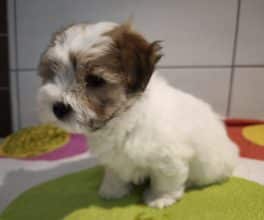 Chiots de race Coton de Tulear à vendre chez l'éleveur LA BOITE A MALICE