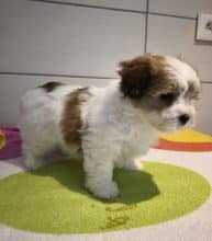 Chiots de race Coton de Tulear à vendre chez l'éleveur LA BOITE A MALICE