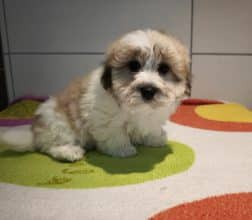 Chiots de race Coton de Tulear à vendre chez l'éleveur LA BOITE A MALICE