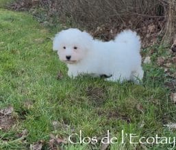 Chiots de race Coton de Tulear à vendre chez l'éleveur CLOS DE L’ECOTAY