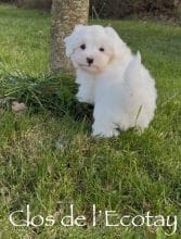 Chiots de race Coton de Tulear à vendre chez l'éleveur CLOS DE L’ECOTAY