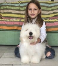 Chiots de race Coton de Tulear à vendre chez l'éleveur LA BOITE A MALICE