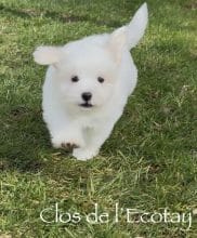 Chiots de race Coton de Tulear à vendre chez l'éleveur CLOS DE L’ECOTAY