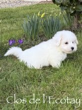 Chiots de race Coton de Tulear à vendre chez l'éleveur CLOS DE L’ECOTAY