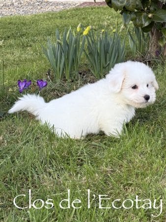 Image de la portée de chiot de l'élévage CLOS DE L’ECOTAY