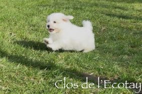 Chiots de race Coton de Tulear à vendre chez l'éleveur CLOS DE L’ECOTAY