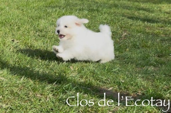 Image de la portée de chiot de l'élévage CLOS DE L’ECOTAY