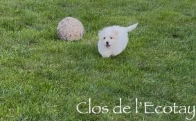 Chiots de race Coton de Tulear à vendre chez l'éleveur CLOS DE L’ECOTAY