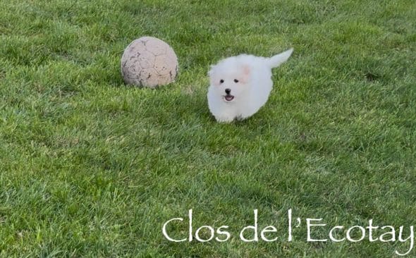 Image de la portée de chiot de l'élévage CLOS DE L’ECOTAY