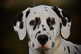 Chiots de race Dalmatien à vendre chez l'éleveur DU DOMAINE DES LOUPS MER