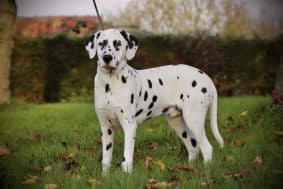 Chiots de race Dalmatien à vendre chez l'éleveur DU DOMAINE DES LOUPS MER