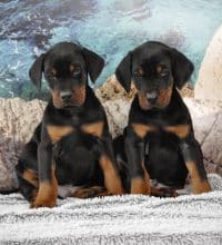 Chiots de race Dobermann à vendre chez l'éleveur OF DEVIL INSIDE