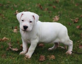 Chiots de race Dogue argentin à vendre chez l'éleveur ELEVAGE DE LA NOTTE DI CANE