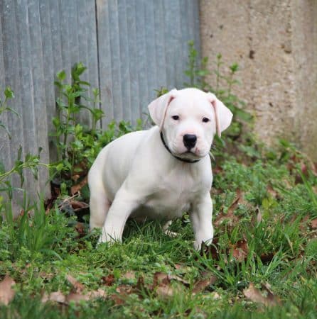 Image de la portée de chiot de l'élévage ELEVAGE DE LA NOTTE DI CANE