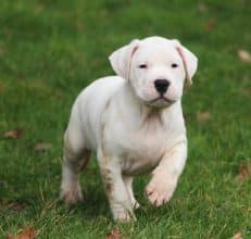 Chiots de race Dogue argentin à vendre chez l'éleveur ELEVAGE DE LA NOTTE DI CANE