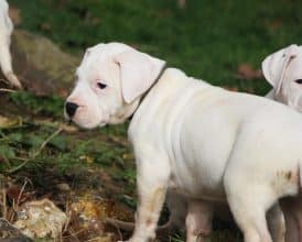 Chiots de race Dogue argentin à vendre chez l'éleveur ELEVAGE DE LA NOTTE DI CANE