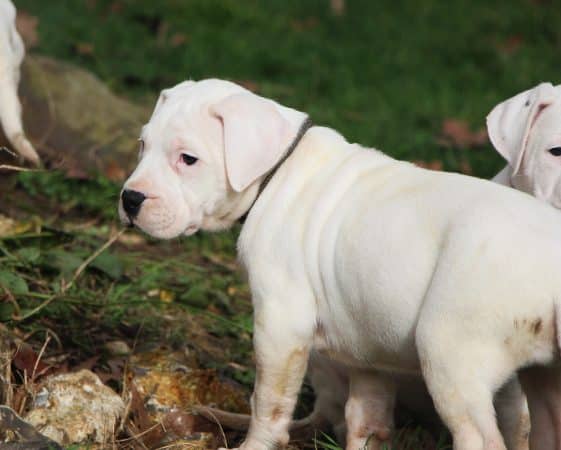 Image de la portée de chiot de l'élévage ELEVAGE DE LA NOTTE DI CANE