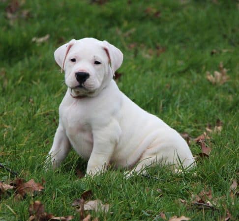 Image de la portée de chiot de l'élévage ELEVAGE DE LA NOTTE DI CANE